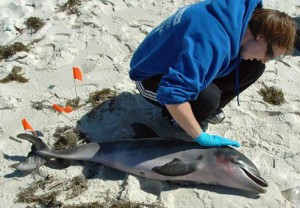 dolphin-deaths