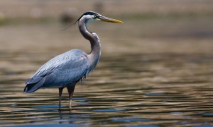 Great_Blue_Heron_page_image