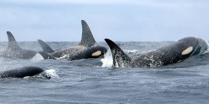 killerwhale